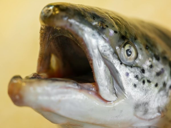 Régime sans gluten: nécessaire ou mode alimentaire?